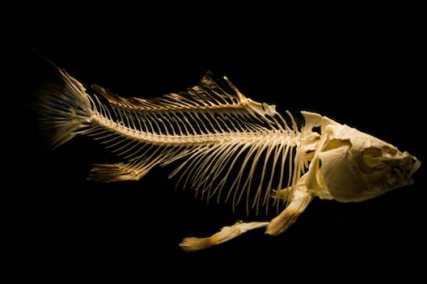 bones of a fish in a musem